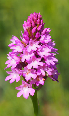 Anacamptis pyramidalis, Pyramiden-Hundswurz, Niederösterreich