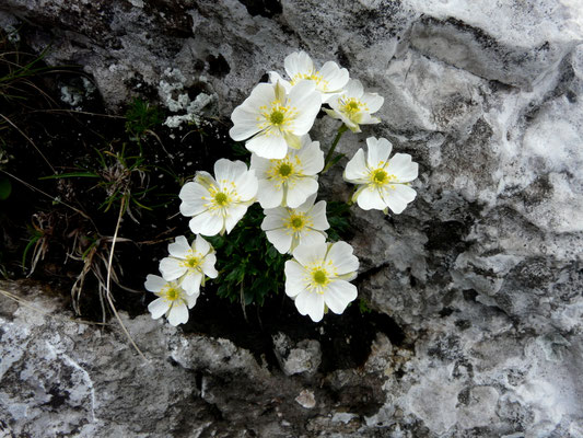 Slowenien, Alpen-Hahnenfuß, Ranunculus alpestris