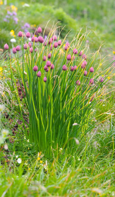 Italien, Schnittlauch, Allium schoenoprasum