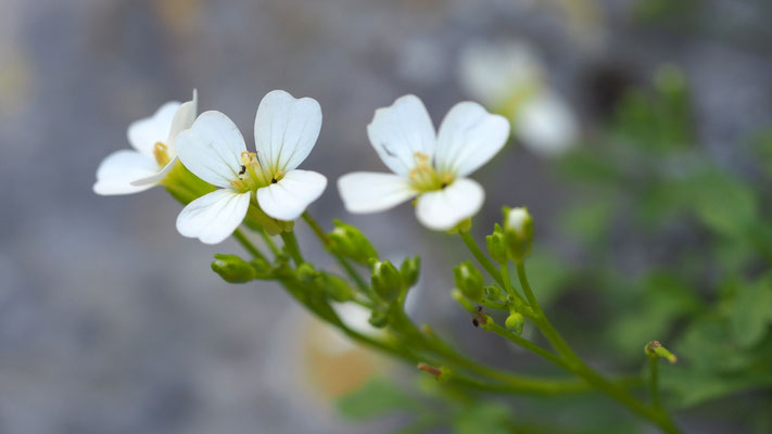 Kroatien, Resedablättriges Schaumkraut, Cardamine resedifolia