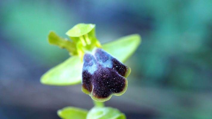 Ophrys mesaratica,  Mesara Ragwurz