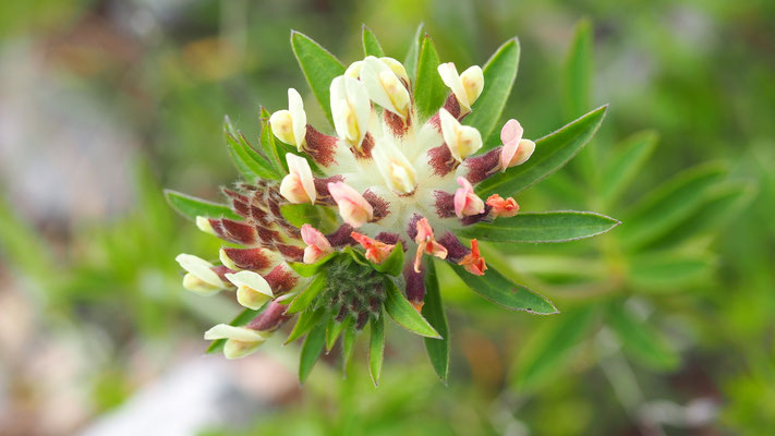 Kroatien, Echter Wundklee, Anthyllis vulneraria