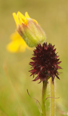 Nigritella rhellicani, Gewöhnliches Kohlröschen, Salzburg