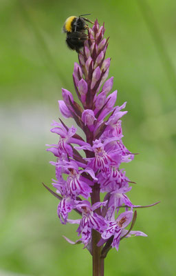 Dactylorhiza fuchsii, Fuchs-Fingerwurz, Steiermark