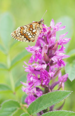 Dactylorhiza majalis, Breitblättrige Fingerwurz, Oberösterreich