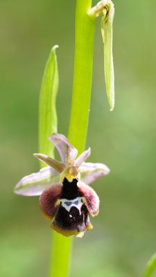 Ophrys reinholdii ssp. straussii, Strauss Ragwurz