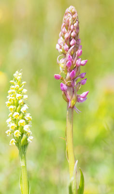 Pseudorchis albida, Höswurz (und Gymnadenia conopsea/Mücken-Händelwurz), Steiermark