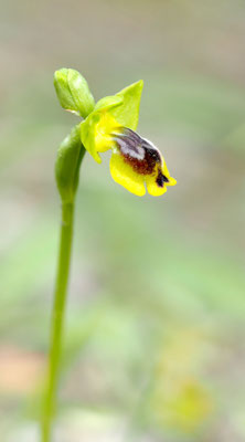 Ophrys phryganae,  Phrygana-Ragwurz, Rhodos