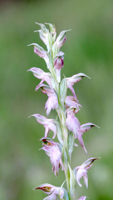 Anacamptis sancta, Heiliges Knabenkraut, Türkei