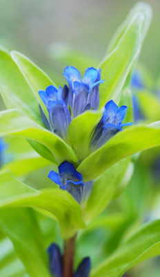 Österreich, Kreuz-Enzian, Gentiana cruciata