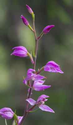 Cephalanthera rubra, Rotes Waldvöglein, Steiermark
