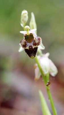 Ophrys heterochila ssp. dodekanensis, Dodekanes Ragwurz, Rhodos