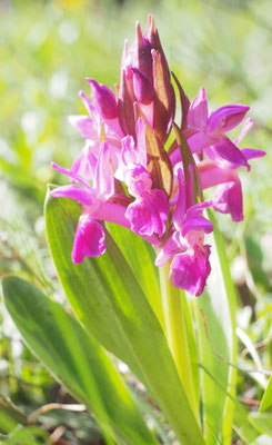 Dactylorhiza sambucina, Holunder-Fingerwurz, Montenegro