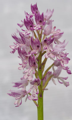 Orchis militaris, Helm-Knabenkraut, Wien