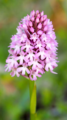 Anacamptis pyramidalis ssp. brachystachys, Kurzährige Pyramiden Hundswurz, Leros