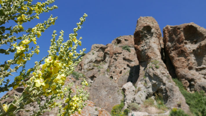 Italien, Königskerze, Verbascum