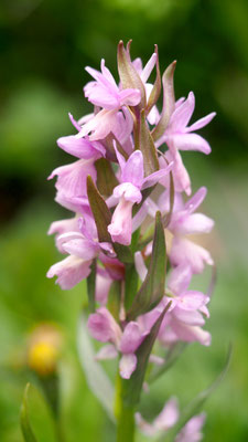 Dactylorhiza romana, Römisches Knabenkraut, Samos
