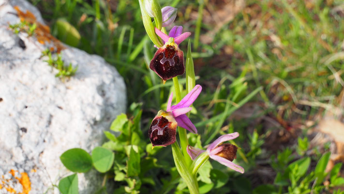 Brillen-Ragwurz, Ophrys biscutella (Italien)