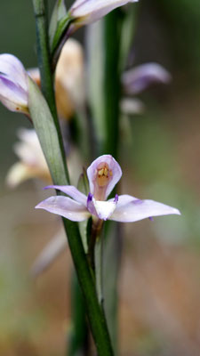 Limodorum abortivum, Violetter Dingel
