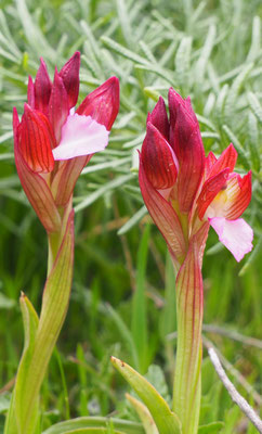 Anacamptis papilionacea ssp. papilionacea, Schmetterlings-Knabenkraut, Italien