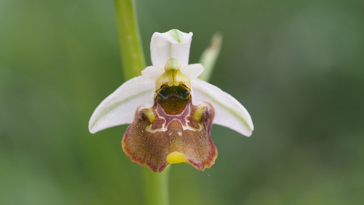 Hummel-Ragwurz, Ophrys holoserica