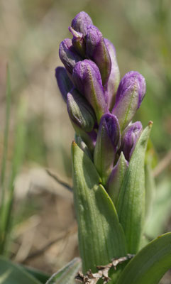 Anacamptis morio, Klein-Hundswurz, Burgenland