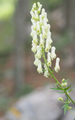 Wolfs-Eisenhut, Aconitum lycotonum