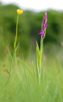 Anacamptis palustris, Sumpf-Hundswurz, Burgenland