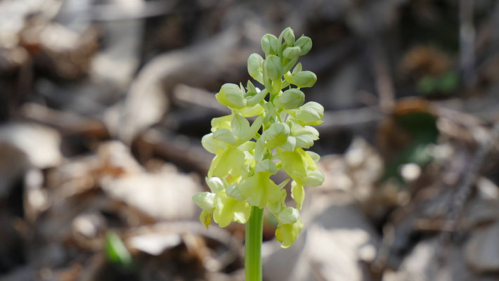 Bleich-Knabenkraut, Orchis pallens (Italien)