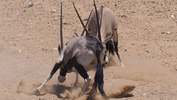 Oryxantilopen (Etosha)