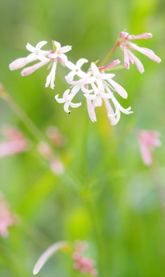 Hügel-Meier, Asperula cynachica