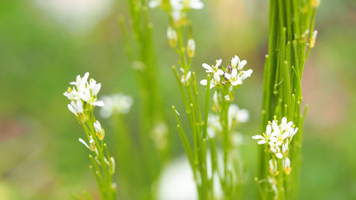 Kroatien, Pfeil-Gänsekresse, Arabis sagittata