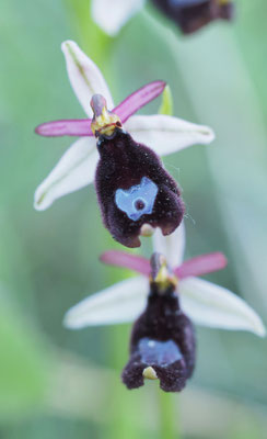 Ophrys bertolonii, Bertolonis Ragwurz, Montenegro
