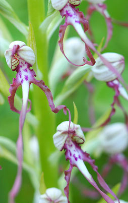 Himantoglossum adriaticum, Adriatische Riemenzunge, Niederösterreich