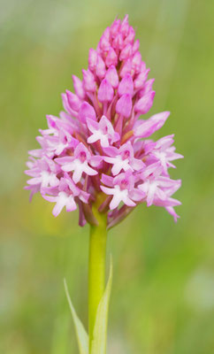 Anacamptis pyramidalis, Pyramiden-Hundswurz, Griechenland