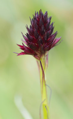 Nigritella rhellicani, Gewöhnliches Kohlröschen, Oberösterreich