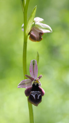 Ophrys reinholdii ssp. straussii, Strauss Ragwurz