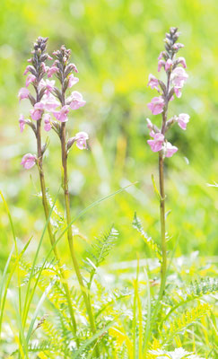 Österreich, Österreichisches Ähren-Läusekraut, Pedicularis rostratospicata