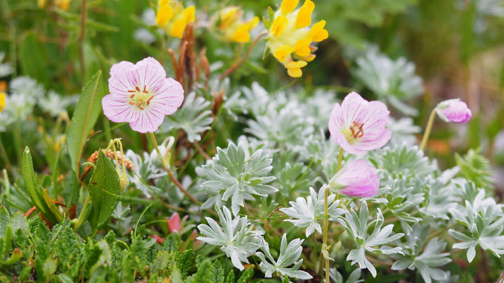 Italien,  Silber-Storchschnabel, Geranium argenteum und Echter Wundklee