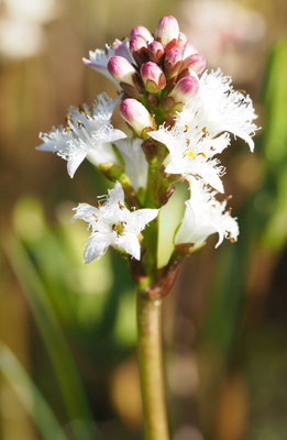 Österreich, Fieberklee, Menyanthes trifoliata