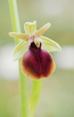 Ophrys helenae, Helena-Ragwurz, Griechenland
