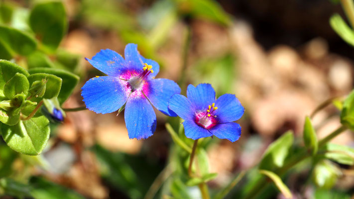 Anagalisfoemina, Blauer Gauchheil