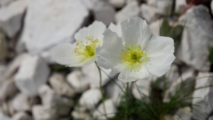 Slowenien, Slowenischer Alpen-Mohn, Papaver alpinum ssp. ernesti-mayeri