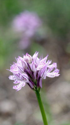 Neotinea tridentata, Dreizahn-Keuschständel, Samos