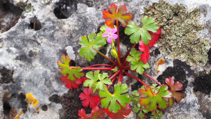 Italien, Glänzender Storchschnabel, Geranium lucidum