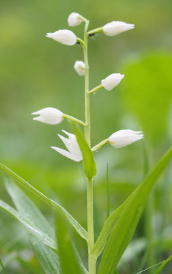 Cephalanthera damasonium, Breitblatt-Waldvöglein, Oberösterreich