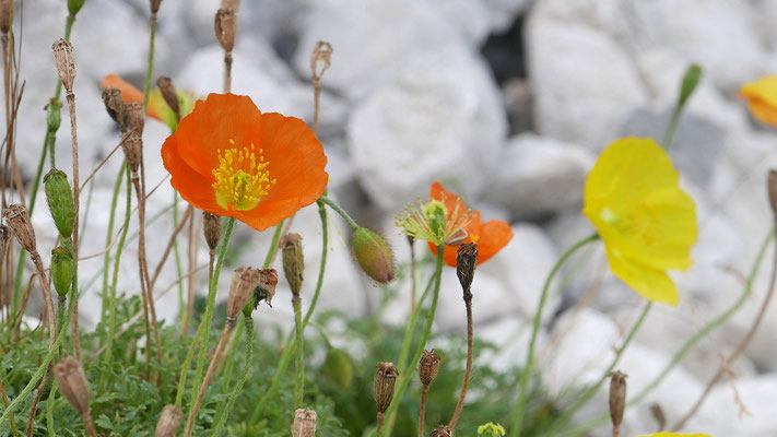 Slowenien, Kerners Alpenmohn, Papaver alpinum ssp. kerneri