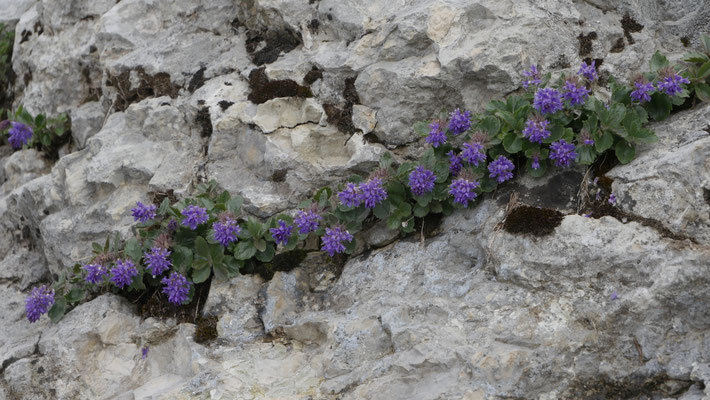 Italien, Blaues Mänderle, Paederota bonarota