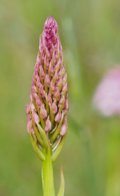 Anacamptis pyramidalis, Pyramiden-Hundswurz, Griechenland