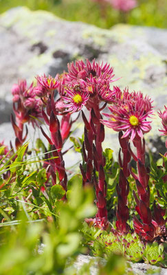 Österreich, Steirische Berg-Hauswurz, Sempervivum montanum ssp. stiriacum